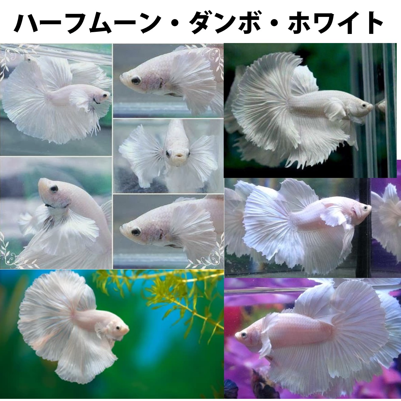ベタ フルムーン ダンボ
